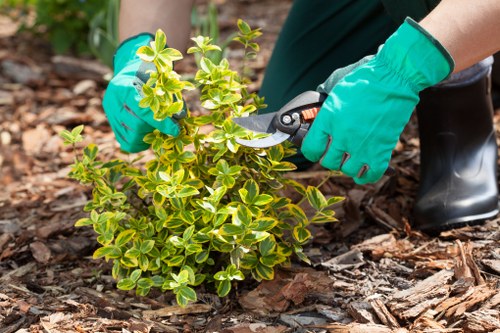 A close-up view of a gardener's hands wearing bright green gloves, using pruning shears to trim a small, dense shrub with variegated green and yellow leaves. The shrub is situated in a landscaped garden area with dark soil and a layer of mulch covering the ground. In the background, there is a larger garden space with additional plants, possibly flower beds, and a paved pathway or patio area. The scene is well-lit with natural daylight, indicating an outdoor environment suitable for gardening and lawn care services in Bayswater, with a focus on maintaining healthy, attractive garden greenery as part of professional landscaping efforts by Landscapers Bayswater.