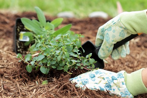 Pruning garden shrubs and trees to encourage healthy growth in Bayswater