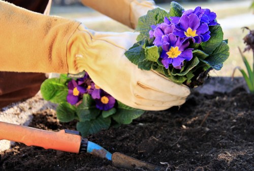 A close-up view of a gardener's hands wearing yellow gloves, carefully planting a vibrant purple and yellow flowering plant into dark, rich soil in a well-maintained garden bed. The background shows a freshly tilled garden area with additional plants and soil, indicating ongoing planting activity. The surrounding environment suggests an outdoor landscaped yard within a residential area, possibly in Bayswater or nearby areas in London. The scene captures natural lighting with soft shadows, highlighting the texture of the soil, the bright colours of the flowers, and the greenery of the plant's leaves. The garden appears organized with a clear focus on planting and maintaining flowering borders, reflecting professional landscaping practices that a company like Landscapers Bayswater might provide for garden enhancement and maintenance services.