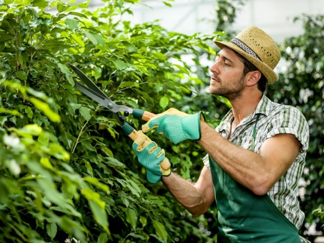 A man wearing a straw hat, a checkered shirt, and green gardening gloves is trimming a thick hedge with pruning shears in a well-maintained garden. The hedge has dense, vibrant green foliage that extends across the foreground, with some smaller shrubs and plants nearby. Behind the hedge, a lawn with lush, evenly cut grass is visible, bordered by a variety of garden beds and pathways. The outdoor space appears to be in a suburban area, possibly in Bayswater, with natural sunlight illuminating the scene under clear weather conditions. The background includes some trees and additional garden elements, indicating a thoughtfully landscaped yard. This image reflects professional gardening and hedge maintenance services offered by companies like Landscapers Bayswater, highlighting attention to detail and outdoor garden upkeep.