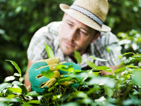 Choosing the right lawn mowing service