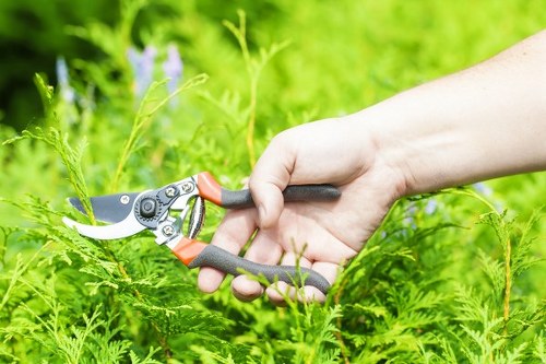 A close-up of a person's hand using a pair of orange and grey garden pruning shears to trim a green hedge or shrub in a well-maintained garden. The scene shows lush, densely packed garden plants with a vibrant green backdrop, including various leafy foliage and some purple flowers slightly blurred in the background, indicative of healthy growth. The hedge being pruned has fresh, bright green leaves, and the scene is lit by natural daylight, suggesting a mild, likely spring or summer, day in Bayswater. The precision cutting action highlights routine garden maintenance, supported by landscaping services aimed at shaping shrubbery and maintaining aesthetic outdoor spaces in residential gardens. The setting features a natural outdoor environment with well-kept plants, demonstrating practical garden care with professional tools, suitable for outdoor gardening and landscaping projects.
