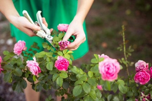 Tools and equipment used for professional hedge trimming