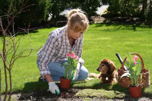A woman with blonde hair tied back, wearing a plaid shirt and light blue jeans, is planting pink tulips in a garden bed on a sunny day. She is kneeling on the grass, wearing white gardening gloves, and carefully placing a tulip pot into the soil. Nearby, a small brown puppy sits attentively, observing her actions. To the right, there is a wicker basket filled with additional pink tulips, some already potted, and a small garden fork resting against the basket. The garden features a well-maintained lawn with lush green grass, bordered by mature trees and shrubs, providing shade and privacy. The background includes a variety of leafy plants and a gently sloping landscape with natural light illuminating the outdoor space. The scene depicts typical gardening activities, emphasizing planting and outdoor maintenance, aligned with professional landscaping and garden care services in Bayswater or the surrounding area.